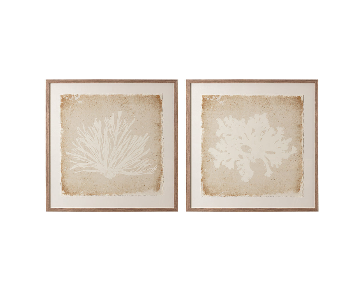 Aquatic Flora II - 40" X 40" - Medium Brown Frame
